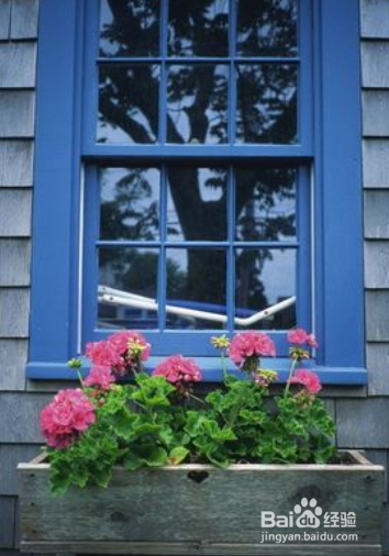 鸟啄窗户玻璃怎么赶走