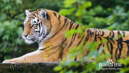 老虎头上为什么有王字 百度经验