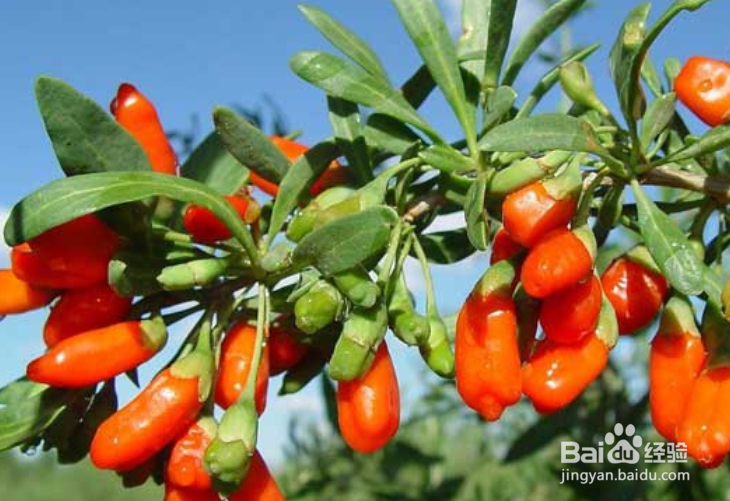 枸杞盆景怎么修剪