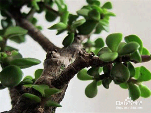 家庭养花注意事项——怎么浇水