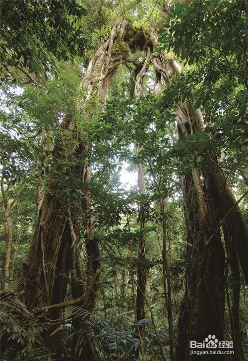 初中生物:我国主要的植被类型
