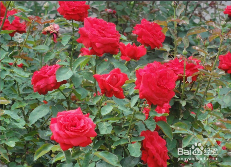 如何区分月季和玫瑰