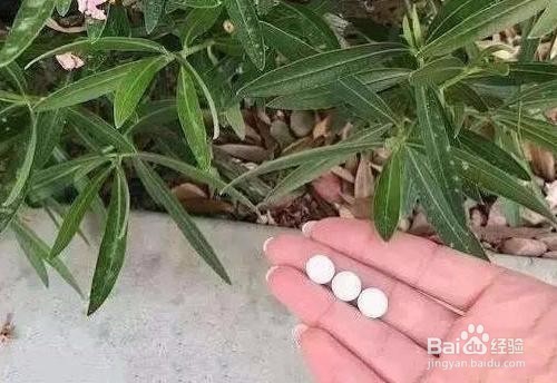 家庭养花，用药需要注意啥？
