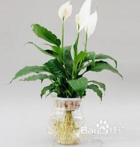 水培植物怎么养才能更旺盛