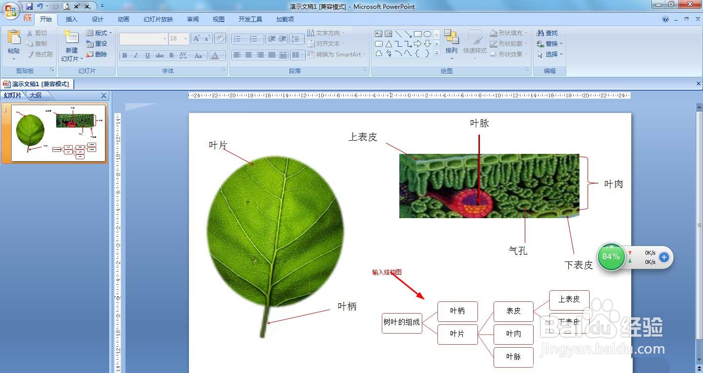 PPT绘制树叶结构名称图解方法的操作