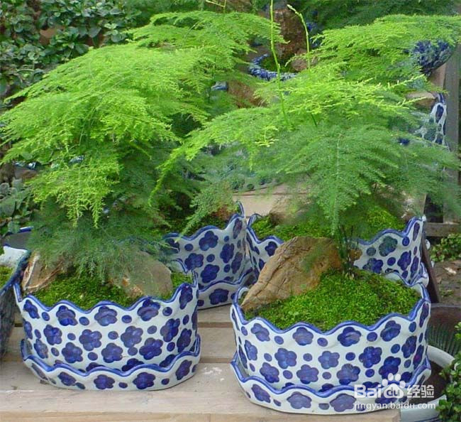 适合摆放的6种家居植物