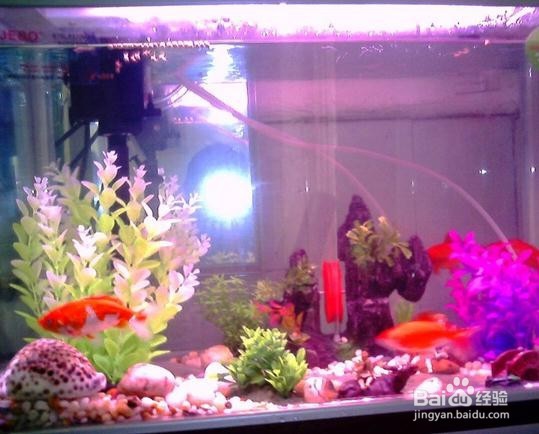 鱼缸黄水的解决办法