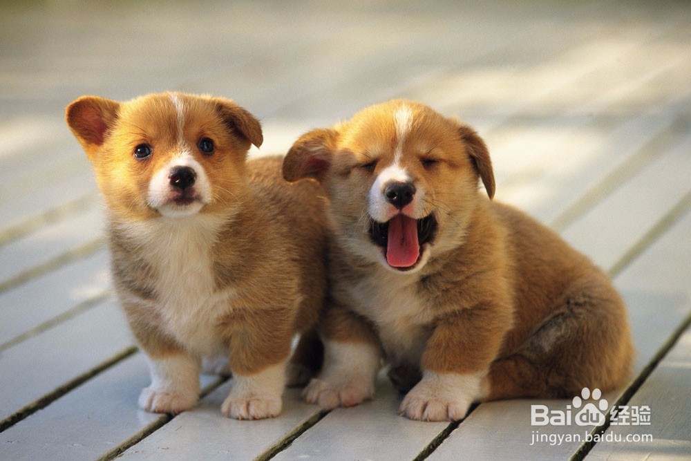 为什么要给狗狗洗澡?