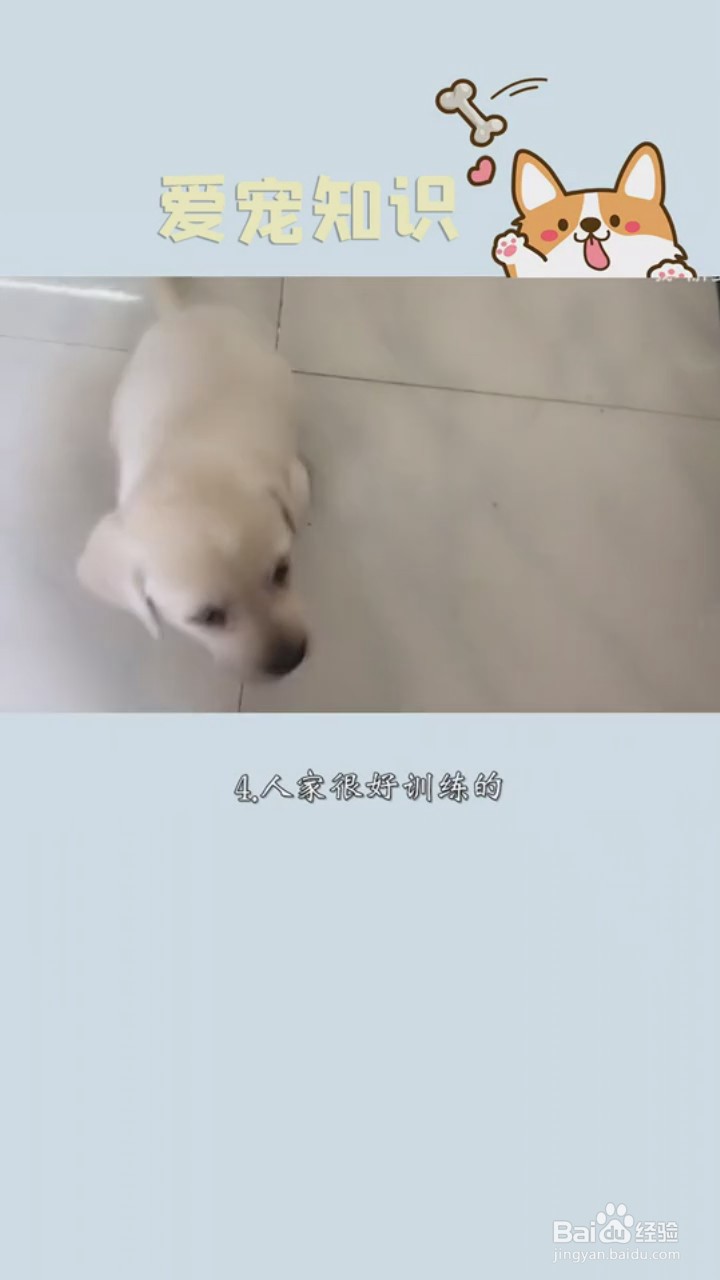 如何正确饲养拉布拉多