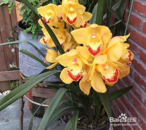 十几年养大花蕙兰经验分享