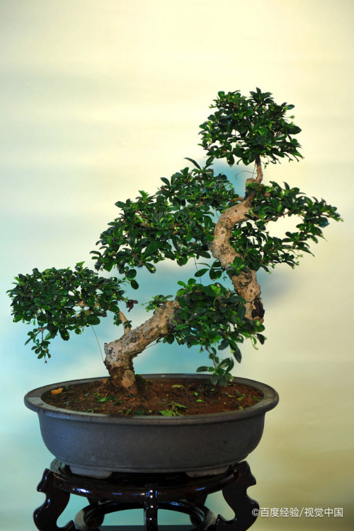 福建茶盆景叶子掉光了怎么救