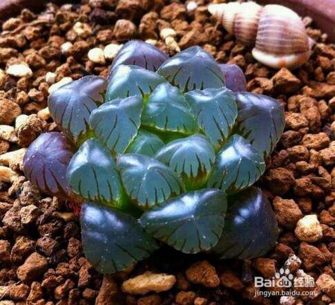 冰灯玉露怎么养