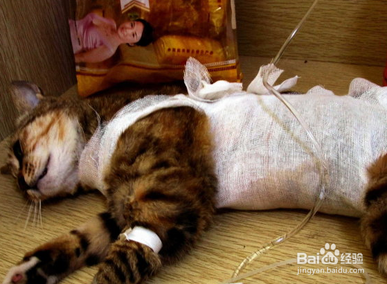 猫咪手术后伤口不愈合怎么办