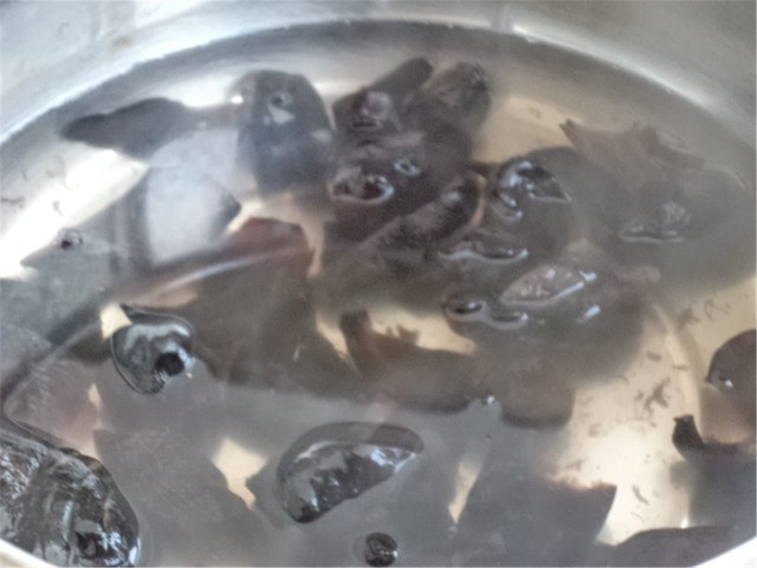 海参能和洋葱一起吃吗