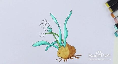 如何画水仙花