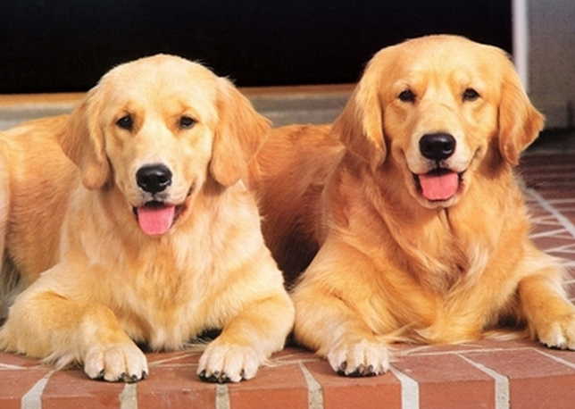 金毛犬不能吃的水果是那几种