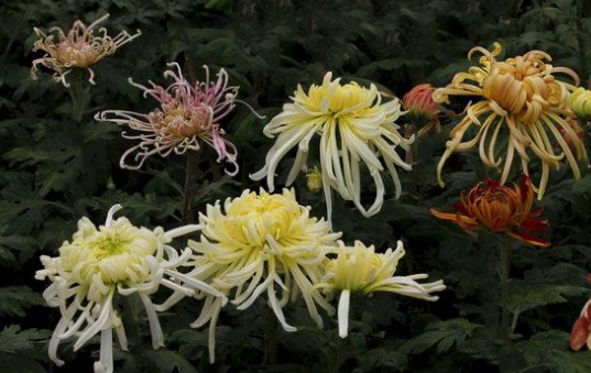 关于秋菊的古诗有哪些