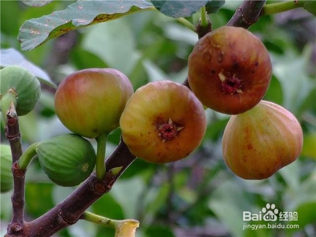 无花果这么养,吃到11月,比蜜甜的果子压满枝!