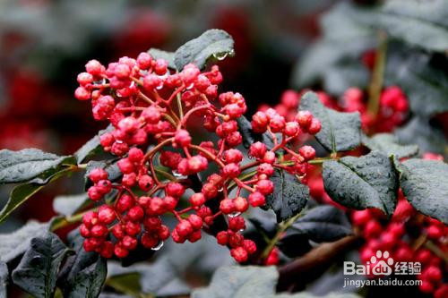 贵州灰粽子的做法