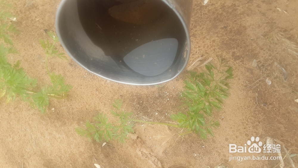 移栽菜苗的具体方法