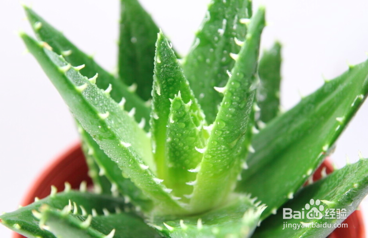 油炸芦荟做法大全