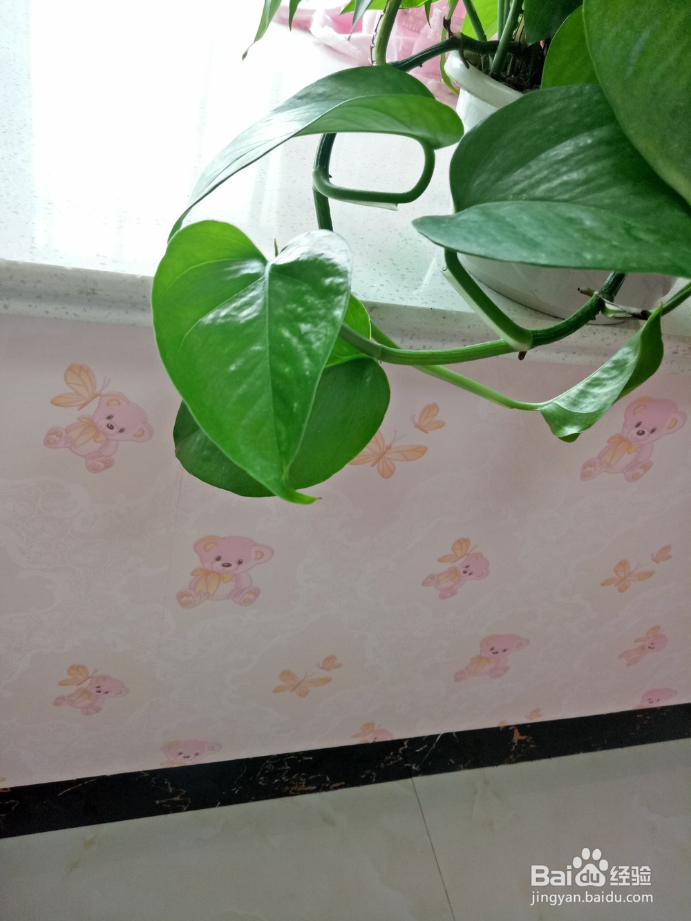 绿萝怎么养才不黄叶