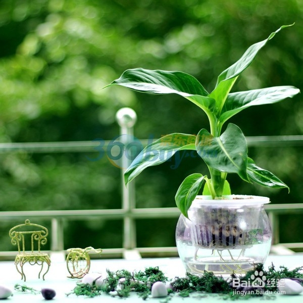 旅行前都要准备好哪些物品？