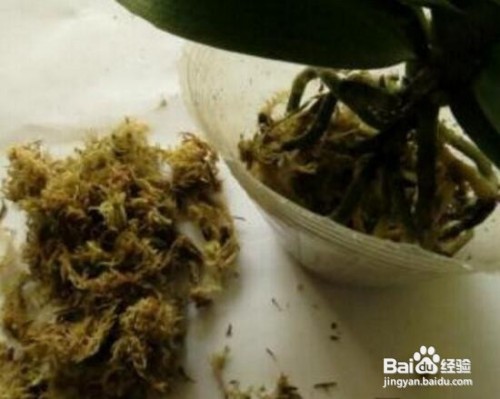 水苔养蝴蝶兰的方法