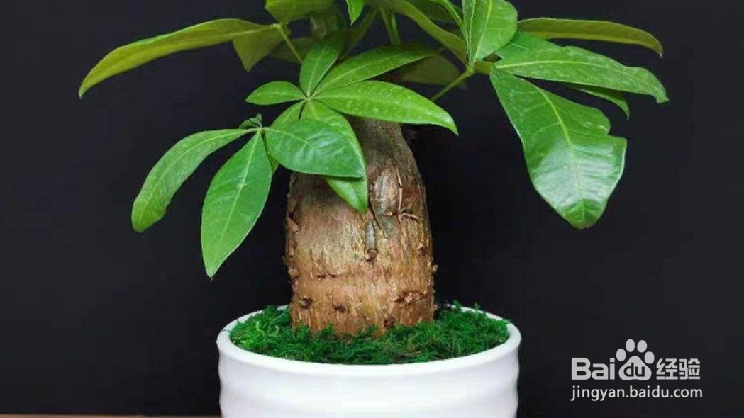 发财树树干萎缩怎么办