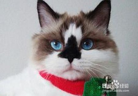 猫营养膏的功效与作用有哪些？