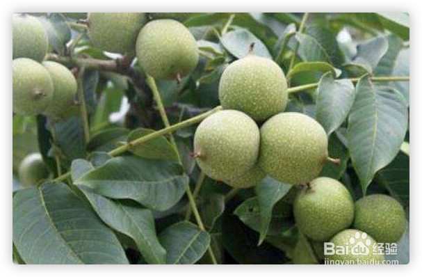 核桃树流水不止怎么办