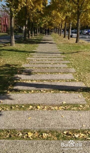 用手机怎样拍出好看的银杏树照片