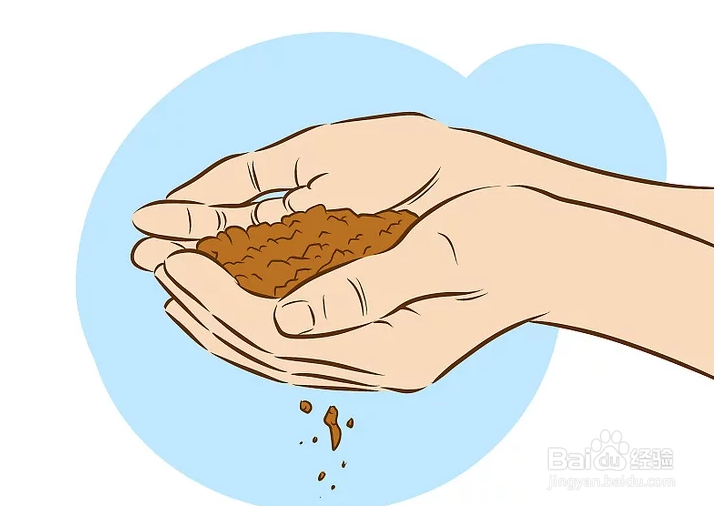 如何栽种甜石竹
