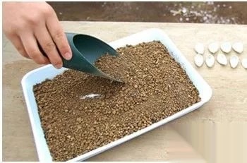 冬天多肉叶片扦插方法