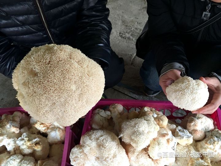 婴幼儿能吃青头菇吗