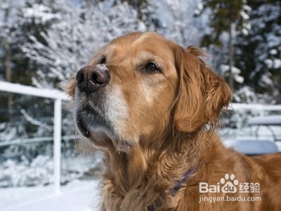 养金毛狗禁忌