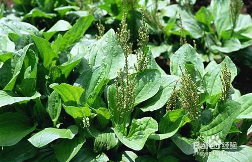 今年春天，不能再错过这些野菜