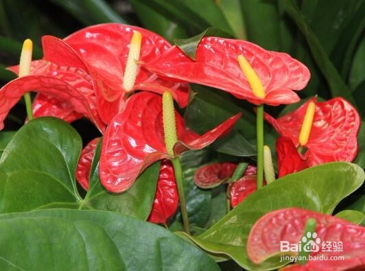 怎样让红掌花开的更好