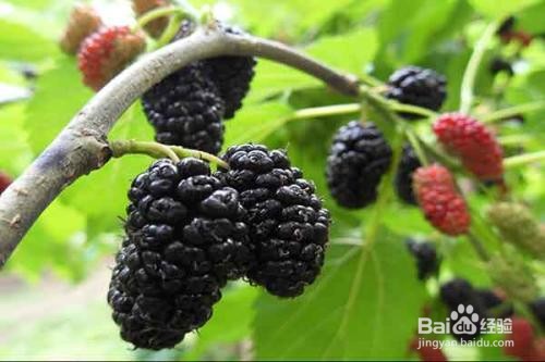 三月适合吃什么水果