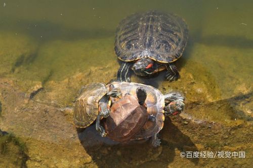 烏龜的養殖方法及注意事項