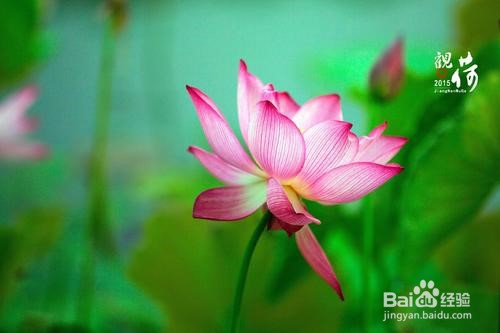 怎么形容荷花开放的样子