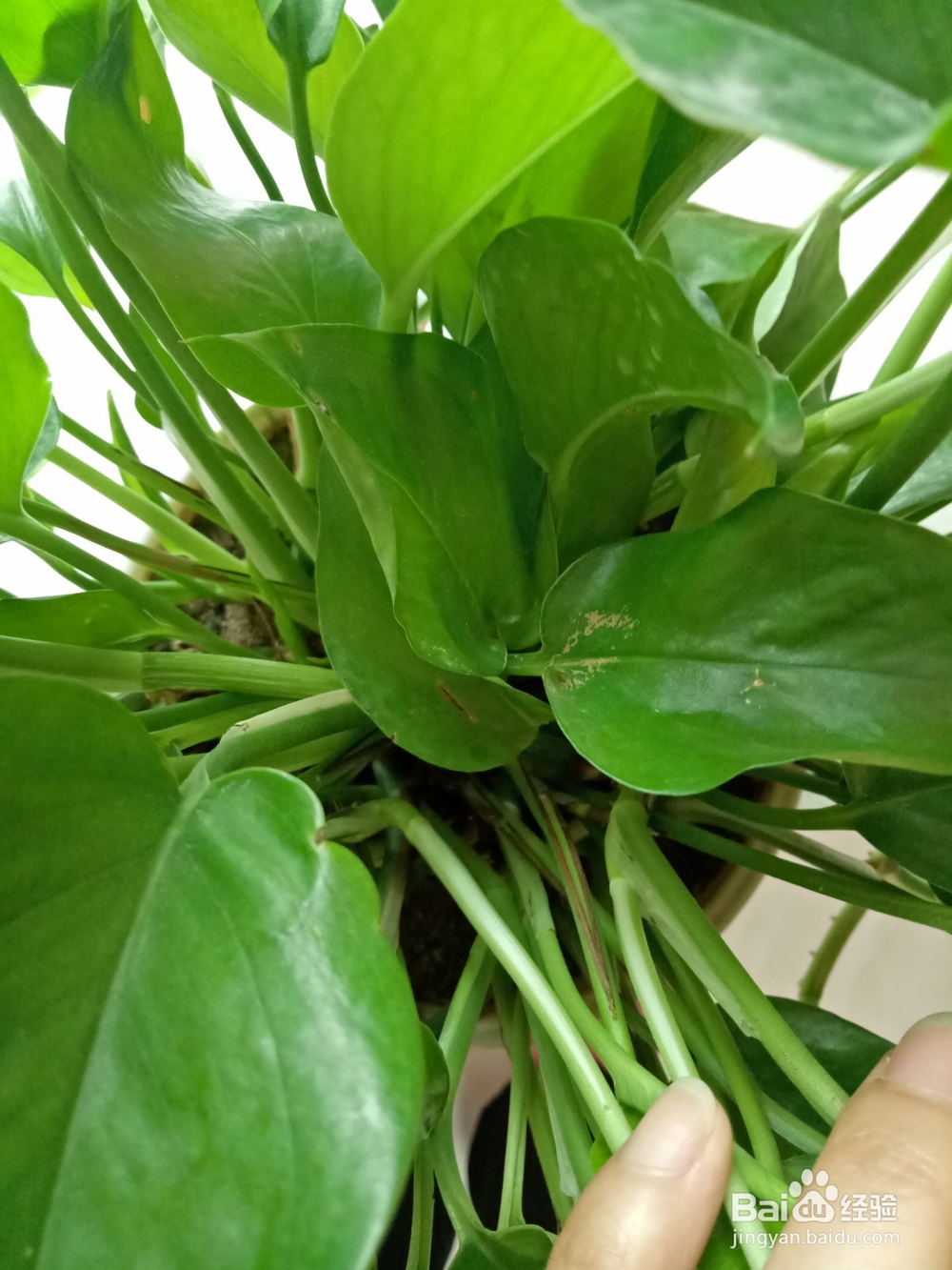 绿萝怎么养才不黄叶