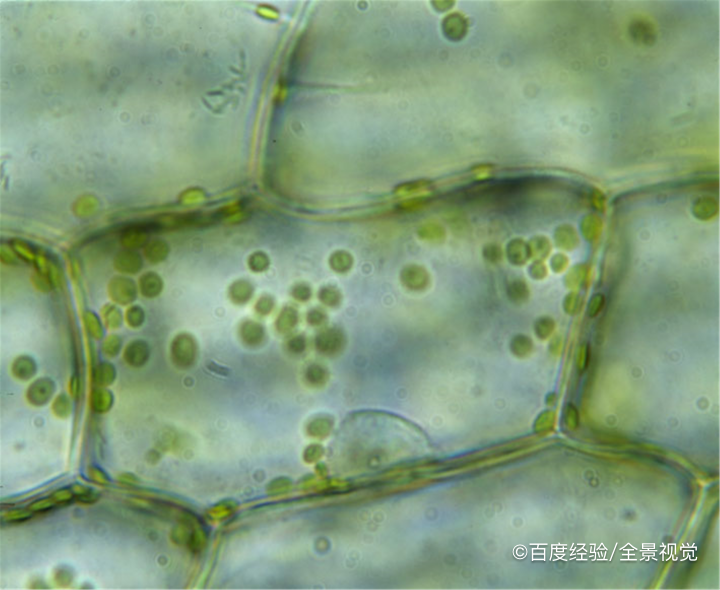 关于树木的叶子,都有哪些知识?
