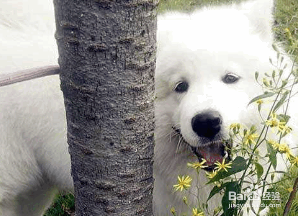 <b>萨摩耶怀孕分娩时主人应该做什么</b>