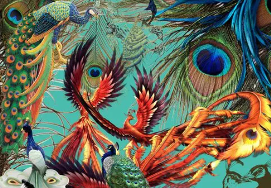 凤凰和孔雀的区别是什么