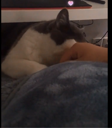 什么软件可以消除小 视频里的水印