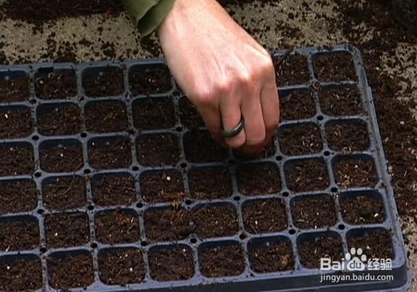 冰菜种植的方法