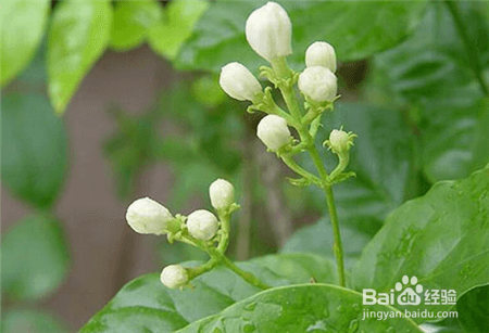 茉莉花的养殖方法及注意事项