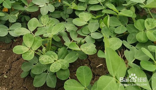 花生重茬的科学种植应该怎样做