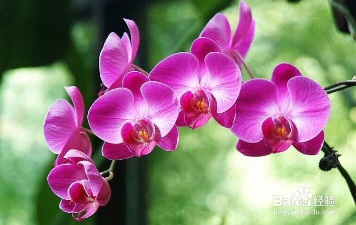 蝴蝶兰夏季怎么管理